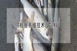如何正确判断母羊是否发情？