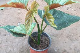 西瓜缓苗期为何死苗