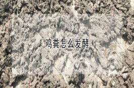 蒙古羊代谢性酸中毒的防治
