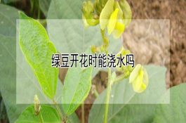 鸡大肠杆菌病的发病原因及防治对策