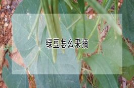 蛋用型鸭品种-恩施麻鸭