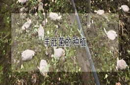 羊肚菌的种植 羊肚菌的种植