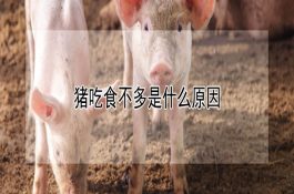 羊泰勒虫病的防治技术