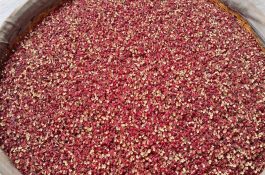 预产期肉种鸡暴发球虫病诊治