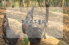 优质肉鸡品种
