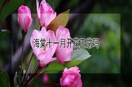 新法养肉牛（节粮又增效）