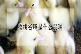 夏秋修蹄病少羊肥