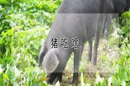 防止母羊空怀和流产几项措施