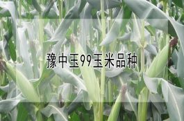波尔山羊的羔羊消化不良