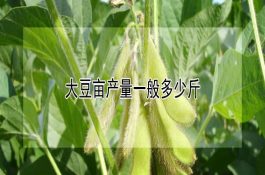 如何预防蛋鸡脂肪肝病