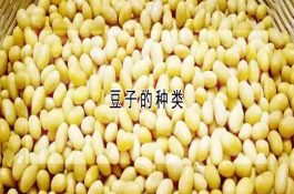常见几种玉米病害防治
