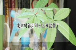 肉鸡春季多发病及防治对策