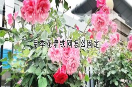 防治羊的传染性角膜结膜炎