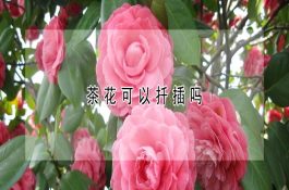茶花可以扦插吗 茶花可以扦插吗