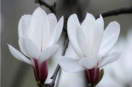 家庭养鸡科学给药法