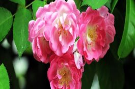 蔷薇老桩怎么生根 蔷薇老桩怎么生根