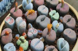 庭院高密度快速养甲鱼法