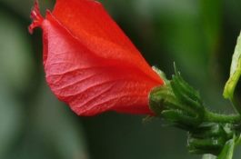 “桑拿天”肉鸡要防5种病