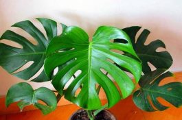 龟背竹怎么养（龟背竹养殖方法）