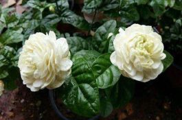 茉莉花品种（茉莉花最受欢迎八大品种）