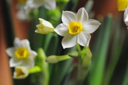 水仙花可以四季水培吗（水仙花水培方法）