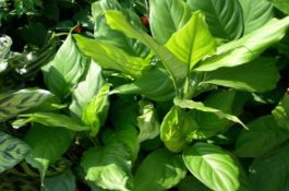 万年青的作用（净化空