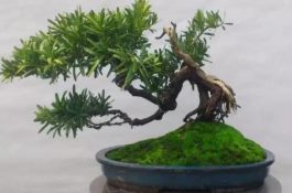 罗汉松盆景制作方法（教你五个基本步骤便可开枝散叶）