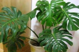 龟背竹用深盆还是浅盆（透气性强深盆为主(陶盆/紫砂盆/泥瓦盆)）