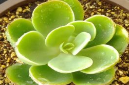 羊肺线虫病的症状及防治