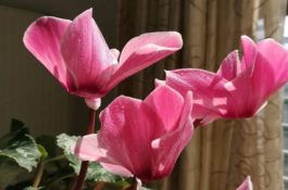 仙客来不长新叶怎么办（多半是盆土浇水光照导致）