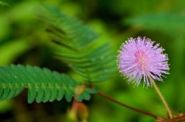 含羞草脱发能好吗（能