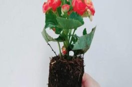 “五看”识别奶牛怀胎