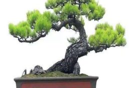 南方甲鱼如何越冬 南方甲鱼如何越冬