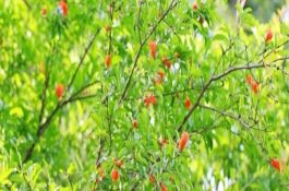 大口鲶池塘条件及高产技术