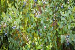 渔塘低产细查因