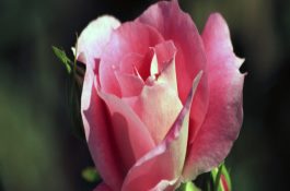 奶山羊增奶的饲养技术