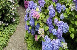 水灾后牛常见疫病的防治