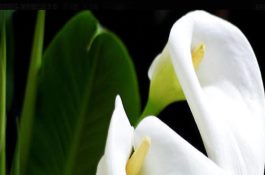 猪血圆子加工技术