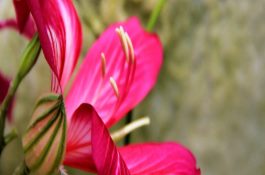 热带鱼寒冬早春的防冻害