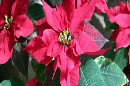 龙鱼成长与发色的协调性问题