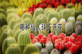 冷季节鸡舍降氨法