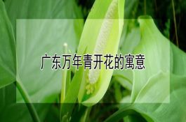 冬季稳定和提高鸭产蛋率的措施