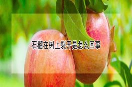 石榴在树上裂开是怎么回事 石榴在树上裂开是怎么回事