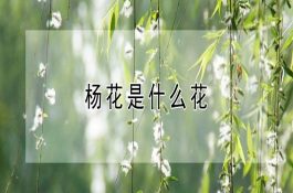 特养品种:山地乌骨鸡