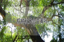 小尾寒羊的接产准备工作