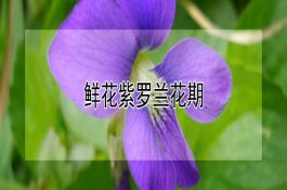 鸡腿菇常见病虫害及防治