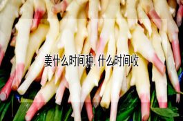 鸡传染性贫血―病原