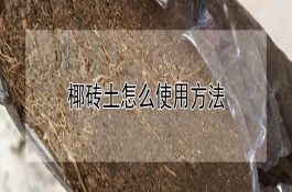 山地大棚土鸡的养殖技术