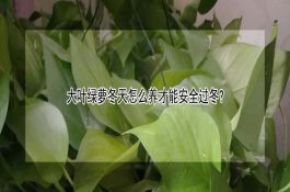 耕牛热射病的诊断及治疗