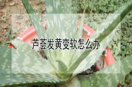 柴鸡冬季疾病防治要点